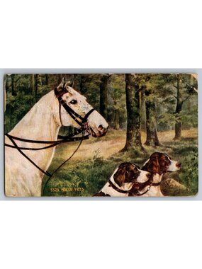 Antique Postcard White Horse & Hunting Dogs Hounds Noele Pets Denver CO 1909